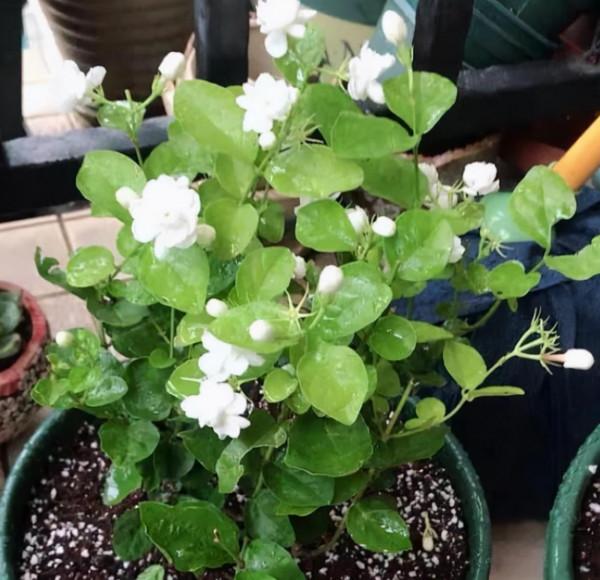 最值得養的5種漂亮花卉,花開時清香四溢,好看又好養 最值得養的5種漂亮花卉,花開時清香四溢,好看又好養