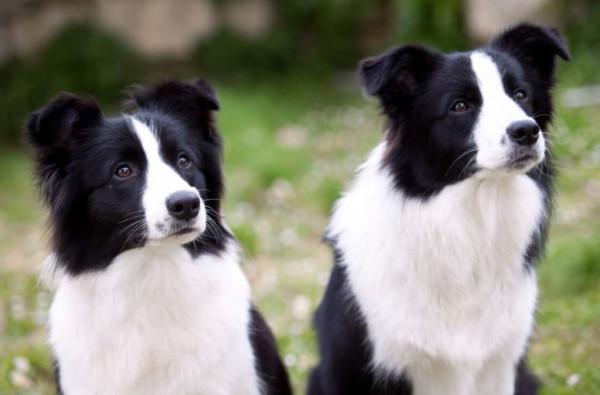 物種百科：邊境牧羊犬