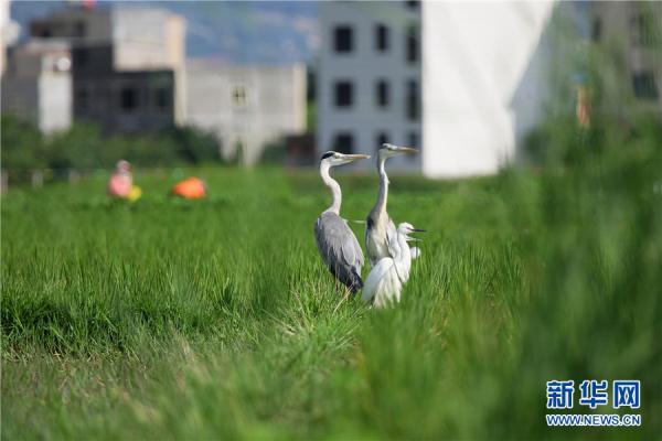 雲南曲靖：鷺舞南盤江