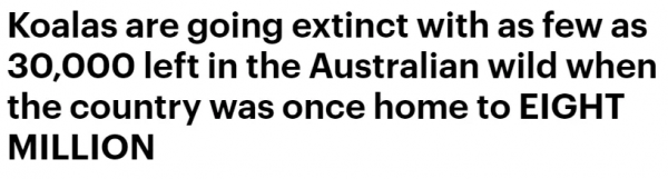 考拉快滅絕了？澳洲野外考拉三年狂少30%，只剩3萬多隻了