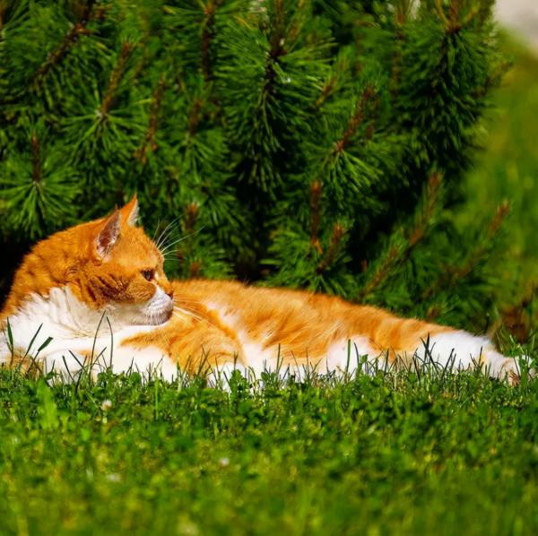 俄羅斯的胖橘，從流浪到人生贏家~逆襲喵生開始