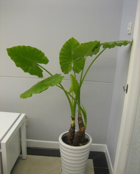 滴水觀音黃葉，和4點有關，做好後葉片碧綠油亮很漂亮