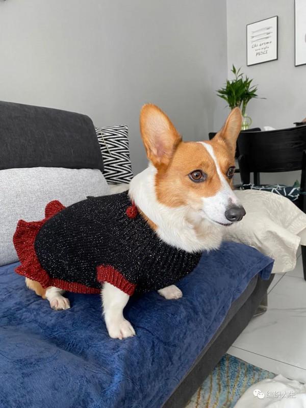 狗狗過冬也要暖暖的!超可愛柯基棒針美女裙(有編織說明) 狗狗過冬也要暖暖的!超可愛柯基棒針美女裙(有編織說明)