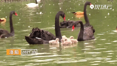 看!草木猴鷸鵝熊熊貓鴨…… 看!草木猴鷸鵝熊熊貓鴨……