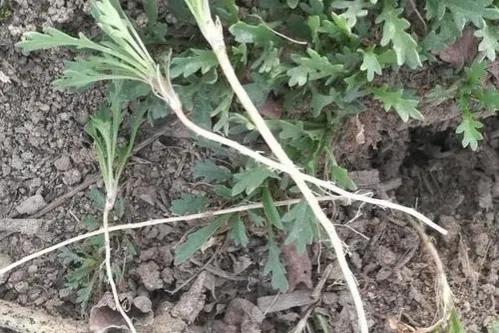 天真的我們喜歡，老成的大人卻討厭，這是一條普遍規則