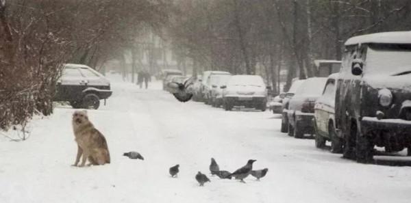 狗在莫斯科 狗在莫斯科