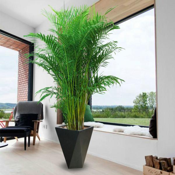 5種“網紅花”,漂亮檔次高,家裡養一盆,富貴又吉利 5種“網紅花”,漂亮檔次高,家裡養一盆,富貴又吉利