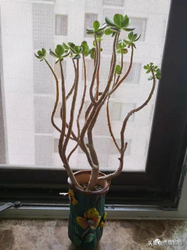 我家雙十一入項的多肉鮮花留影檔案記錄（三）