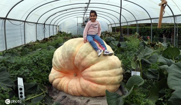 比利時卡斯特利鎮種出“巨型南瓜”