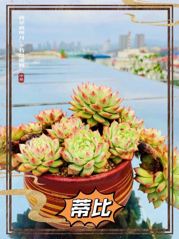 空中花園成就了我的夢想