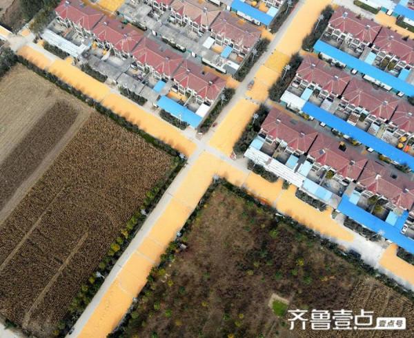 山東茌平：鮑莊村的豐收畫卷