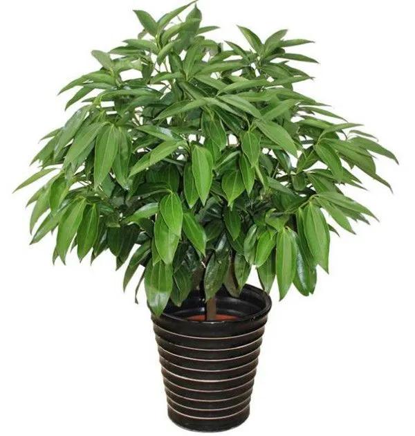 客廳養好樹，子孫一直富