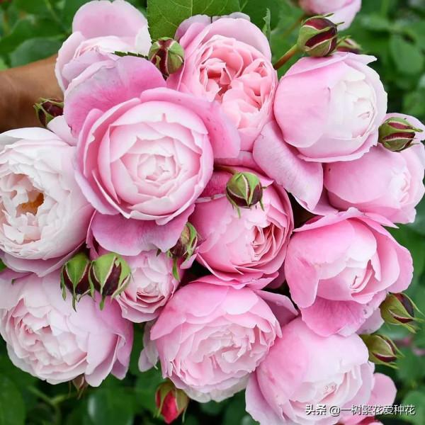 露養易黑斑12種月季，不建議全露養、地栽不遮雨養這些品種