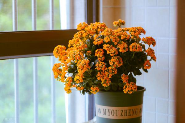 每個人家裡都有一盆花,那都是有故事的呀 每個人家裡都有一盆花,那都是有故事的呀