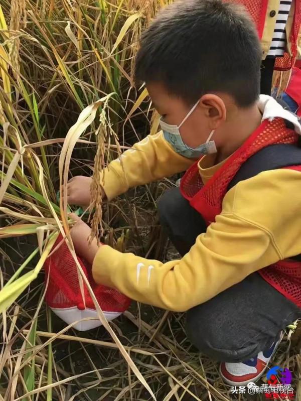 百名“小畫家”蔡甸稻田裡感知自然的魅力 百名“小畫家”蔡甸稻田裡感知自然的魅力