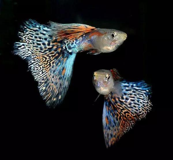 70種珍貴的魚欣賞（圖）