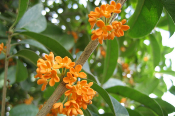 2種&OpenCurlyDoubleQuote;便宜&rdquo;花，過年放在陽臺上，越養價值越高，寓意大吉