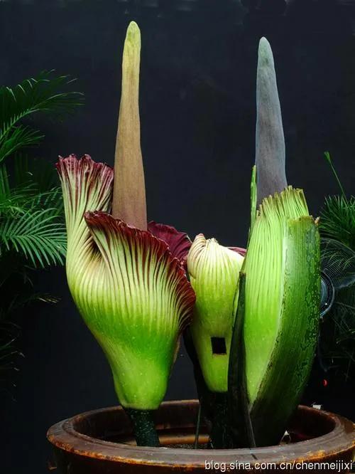 幾十年開花一次，花高三米，像一顆巨大的白菜，極其罕見