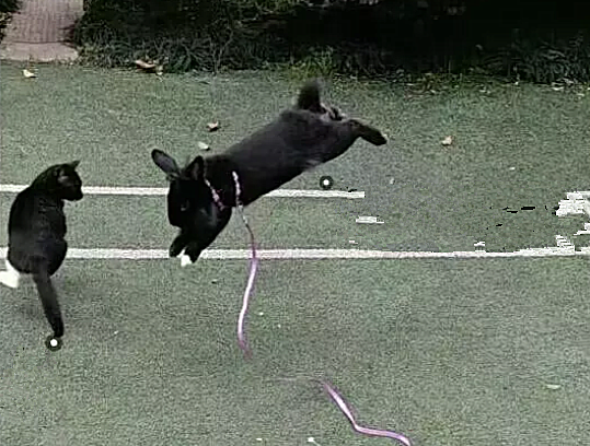 將兔子和貓咪養在一起，隔段時間後卻愣住了：這都幹不過嗎？