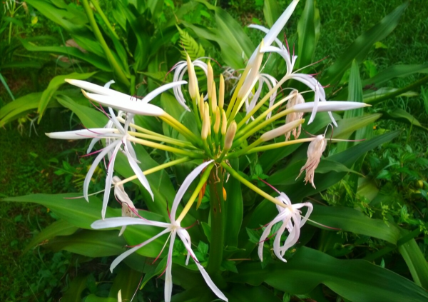 “越漂亮的花越有毒”!認識11種“有毒植物”,遠離危害 “越漂亮的花越有毒”!認識11種“有毒植物”,遠離危害