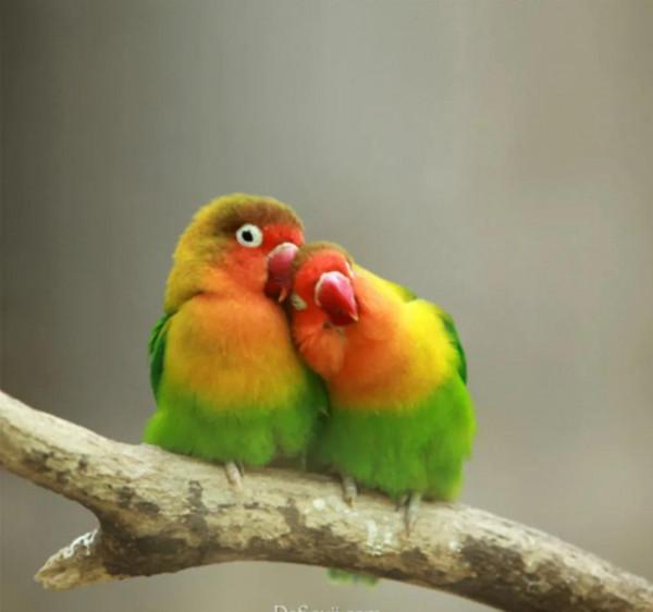 一對對鳥兒!相棲相伴、相親相愛 一對對鳥兒!相棲相伴、相親相愛