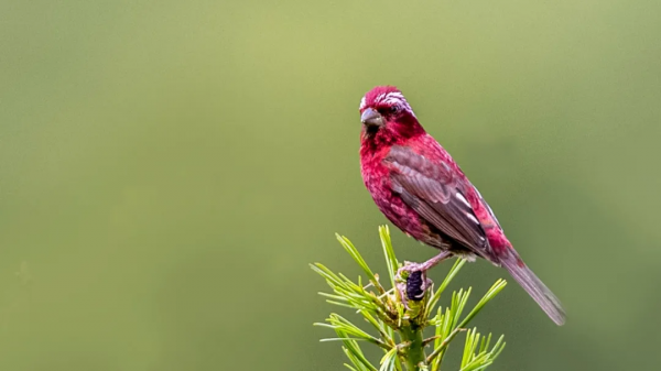 「山西鳥類圖鑑」| 酒紅朱雀