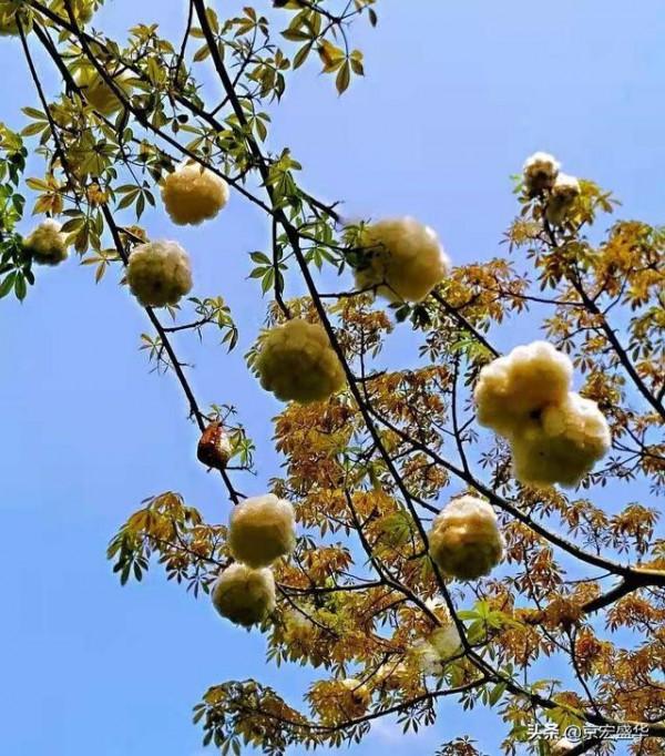 廣東大冬天路邊怒放的花，太美了！忍不住停下腳步觀賞