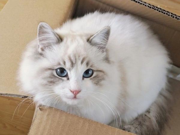 怎樣健康地餵養貓? 怎樣健康地餵養貓?