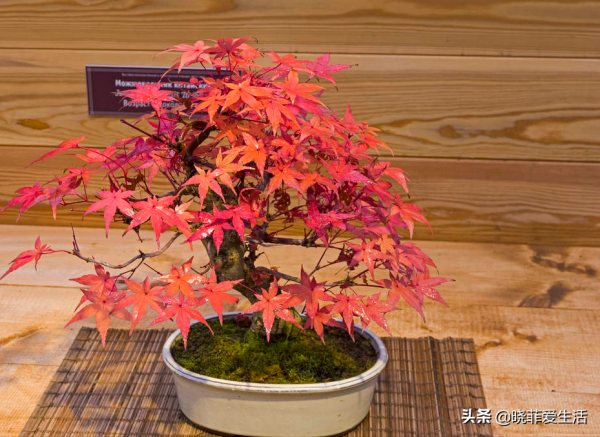 庭院常見的5種“吉祥樹”,高雅大氣有品位,養成老樁更“旺家” 庭院常見的5種“吉祥樹”,高雅大氣有品位,養成老樁更“旺家”