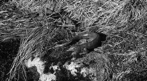 神秘生物_阿爾卑斯塔佐蠕蟲怪