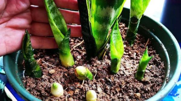 虎皮蘭有個“小開關”,開啟後,葉片厚亮,愛長側芽 虎皮蘭有個“小開關”,開啟後,葉片厚亮,愛長側芽