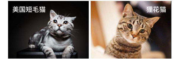 貓咪圖鑑大賞-美國短毛貓(美短,American Shorthair) 貓咪圖鑑大賞-美國短毛貓(美短,American Shorthair)