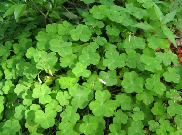 它叫三葉酸,很多人只摘葉吃,卻不知地下藏“水晶蘿蔔”,吃過嗎 它叫三葉酸,很多人只摘葉吃,卻不知地下藏“水晶蘿蔔”,吃過嗎