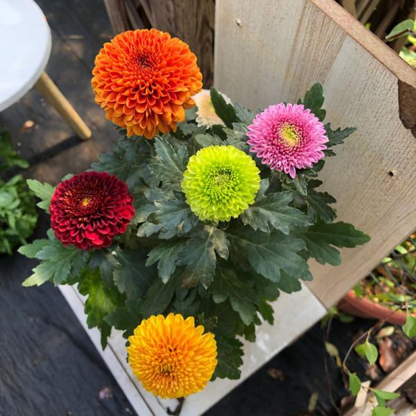 7種“吉利花”，冷天“扦插”更合適，溫度合適“利於”生根