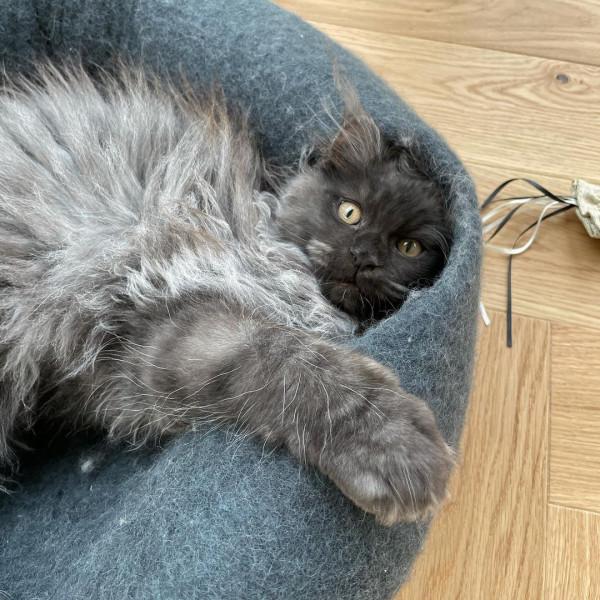 外國妹子養了只猴裡猴氣的緬因喵,這畫風,太大佬了 外國妹子養了只猴裡猴氣的緬因喵,這畫風,太大佬了