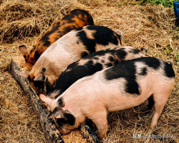 細思極恐！憨厚的外表藏著雞賊的野性，家豬真的會吃人嗎？