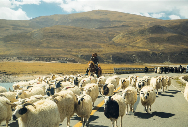 成名之路盡是淚水,幸得妻子風雨同舟,王琪《可可托海的牧羊人》 成名之路盡是淚水,幸得妻子風雨同舟,王琪《可可托海的牧羊人》