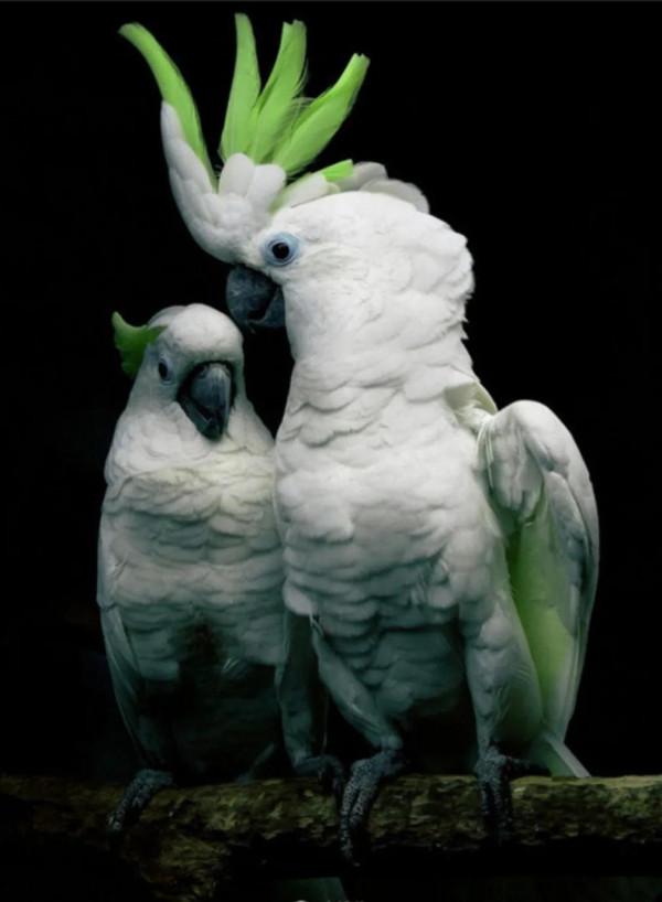 一對對鳥兒!相棲相伴、相親相愛 一對對鳥兒!相棲相伴、相親相愛