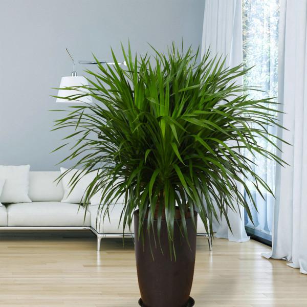 6種&OpenCurlyDoubleQuote;醜八怪&rdquo;盆栽，養在客廳特霸氣，還有旺家宅的好寓意