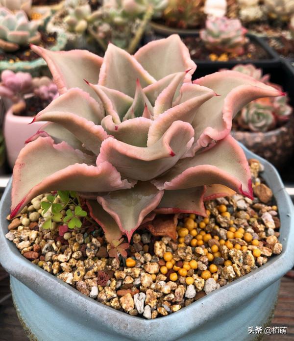 在大溫差下,餃子皮多肉只會越來越紅,不過5點不能忽略 在大溫差下,餃子皮多肉只會越來越紅,不過5點不能忽略