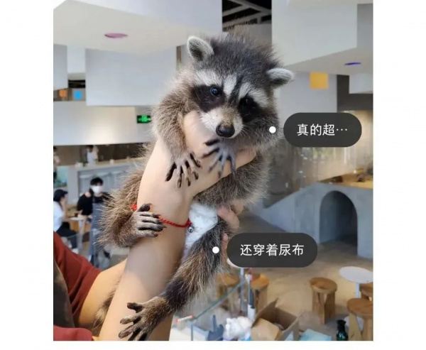 寵物咖,看過來,一定治癒你 寵物咖,看過來,一定治癒你