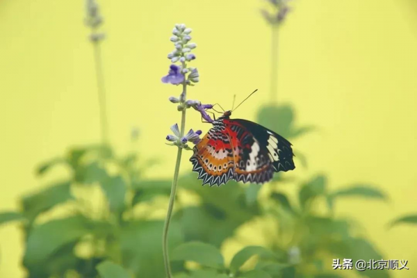 國慶假期賞菊正當時,北京國際鮮花港邀您來“打卡”~ 國慶假期賞菊正當時,北京國際鮮花港邀您來“打卡”~
