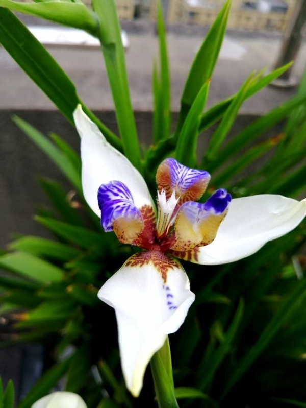 秋天常見的60種花，最全花卉圖譜，收藏起來慢慢看