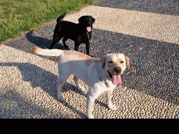 狗子最常見的一些動作所表達之意，你確定都清楚嗎？我看未必