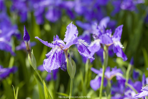 鳶尾花的常見品種與栽培繁殖 鳶尾花的常見品種與栽培繁殖