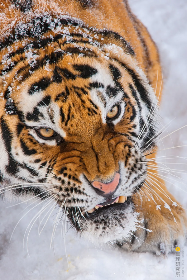 &quot&semi;meng&quot&semi;虎出山，虎年新春帶你看老虎的前世今生