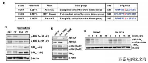 靶向Aurora B激酶增強BIM和PUMA介導的細胞凋亡克服EGFR抑制劑耐藥 靶向Aurora B激酶增強BIM和PUMA介導的細胞凋亡克服EGFR抑制劑耐藥