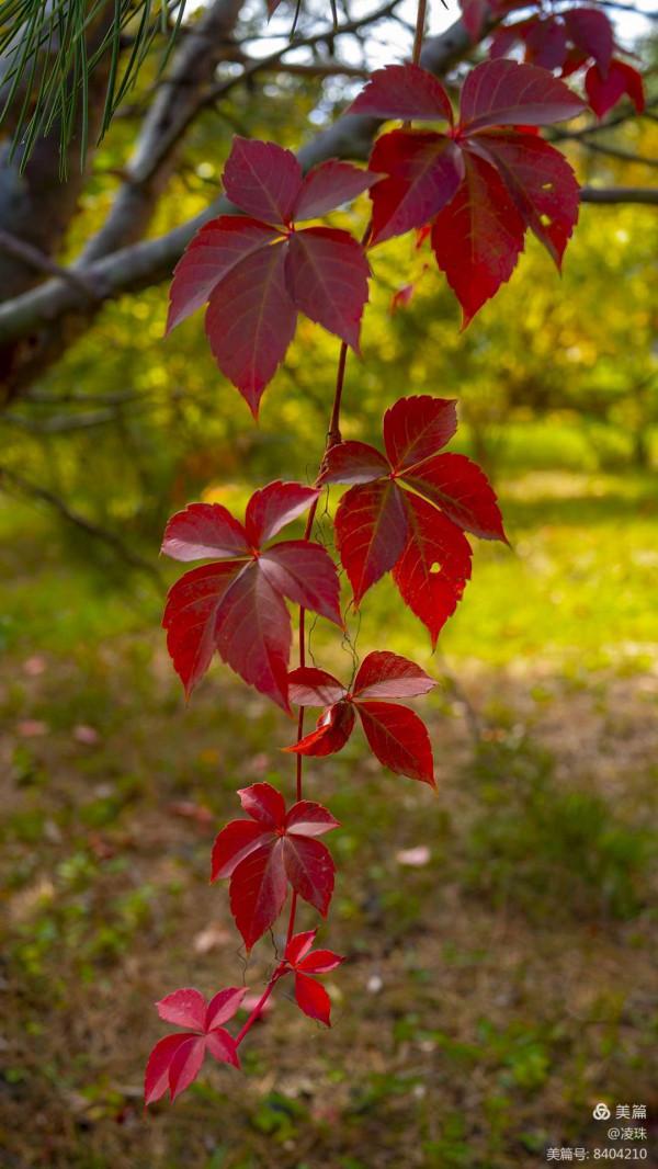 平朔公園的爬山虎
