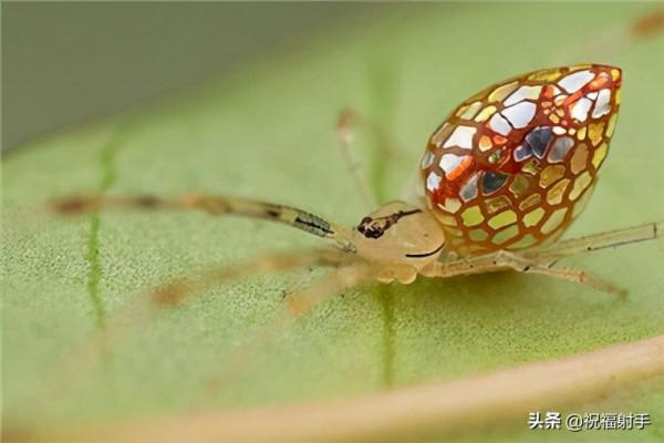 毒蜘蛛-五毒之——蜘蛛毒液,你應該瞭解的毒性知識(一)習性篇 毒蜘蛛-五毒之——蜘蛛毒液,你應該瞭解的毒性知識(一)習性篇