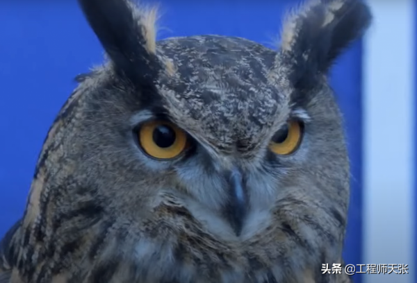 遼寧“大貓頭鷹”受傷被救,竟是國家保護動物!本名真不容易唸對 遼寧“大貓頭鷹”受傷被救,竟是國家保護動物!本名真不容易唸對